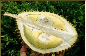Efek Negatif Buah Durian